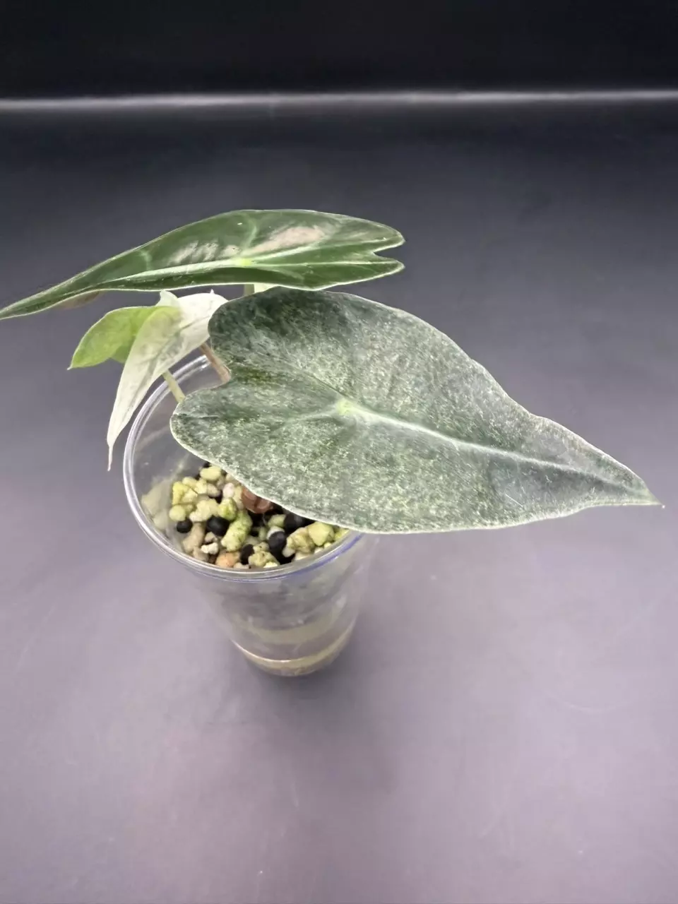 plant/Alocasia Pink Poly Ghost (TC)-1