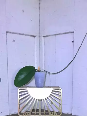 plant/Tam Dao Freshly Rooted Top Cutting-0