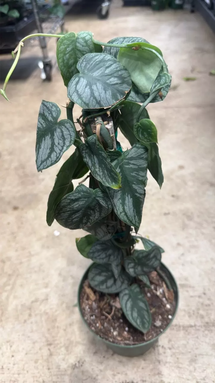 plant/Monstera Dubia Shingle Plant-0