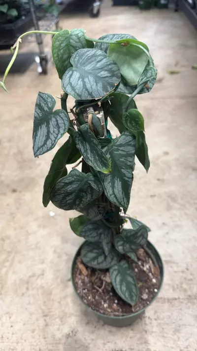 plant/Monstera Dubia Shingle Plant-0-thumbnail