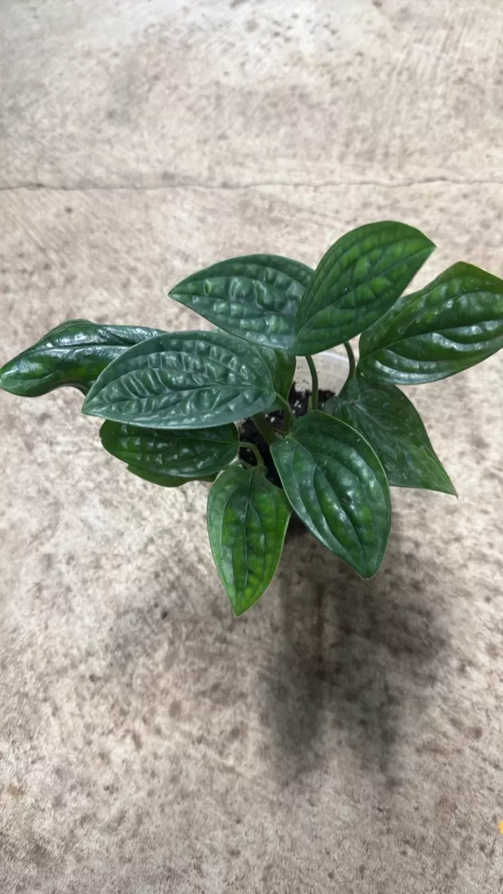 plant/Monstera Karstenianum Peru-0