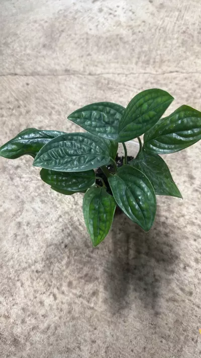 plant/Monstera Karstenianum Peru-0-thumbnail