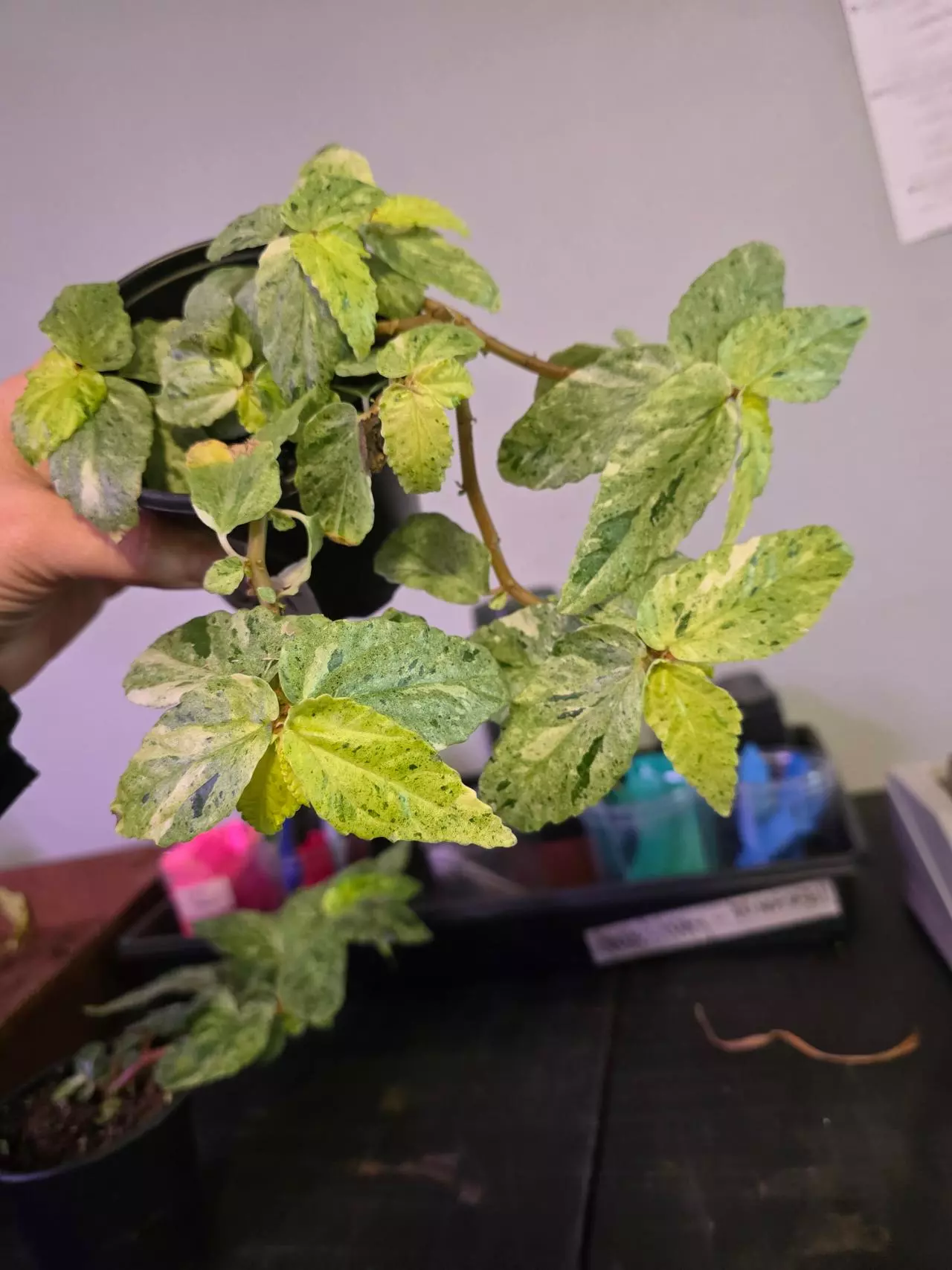 plant/Pellonia repens var 4in #OR1-1