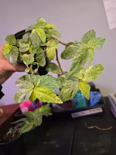 plant/Pellonia repens var 4in #OR1-1-thumbnail