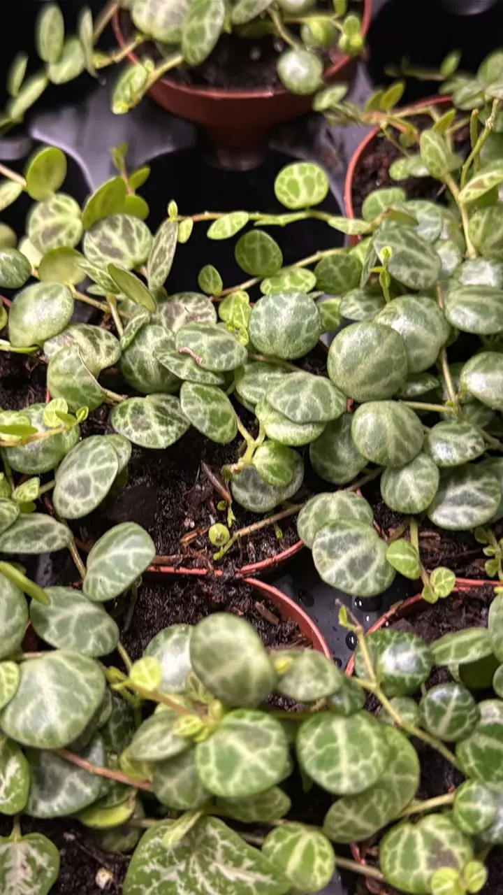 plant/String of turtle 1”-0