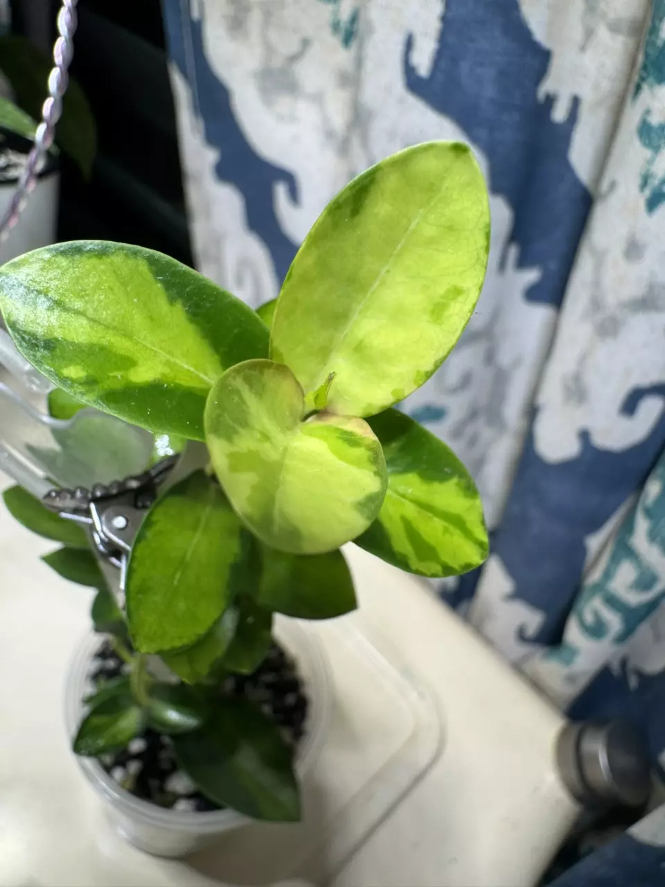 plant/Hoya Cummingiana Inner Variegated-1