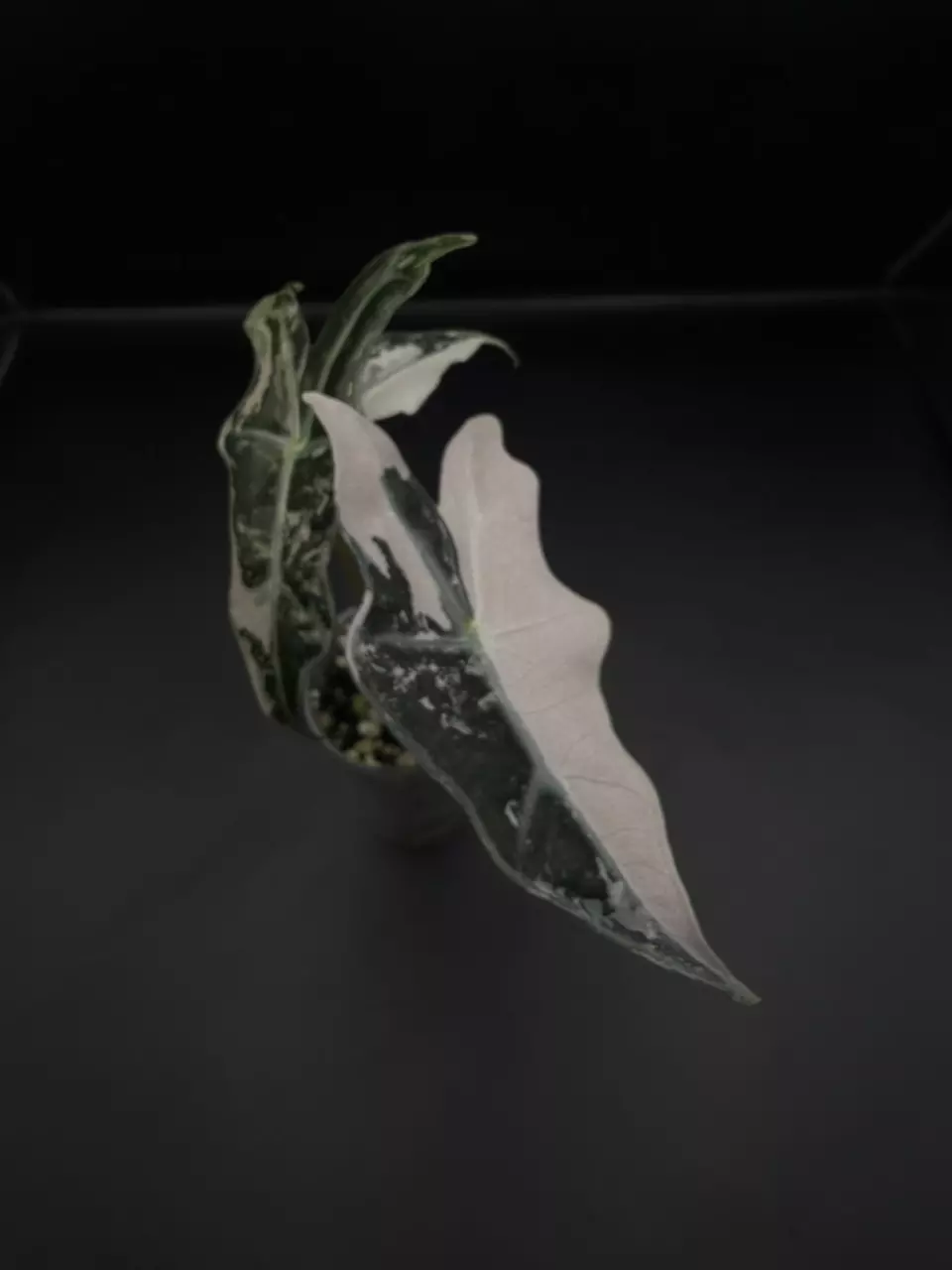 plant/Alocasia Pink Nobilis K pup-2