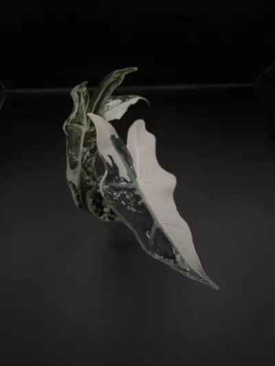 plant/Alocasia Pink Nobilis K pup-2-thumbnail