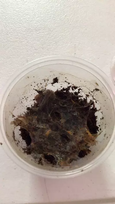 plant/Borneo EathTiger (Phormingochiles hatihati) 3/4"-0-thumbnail