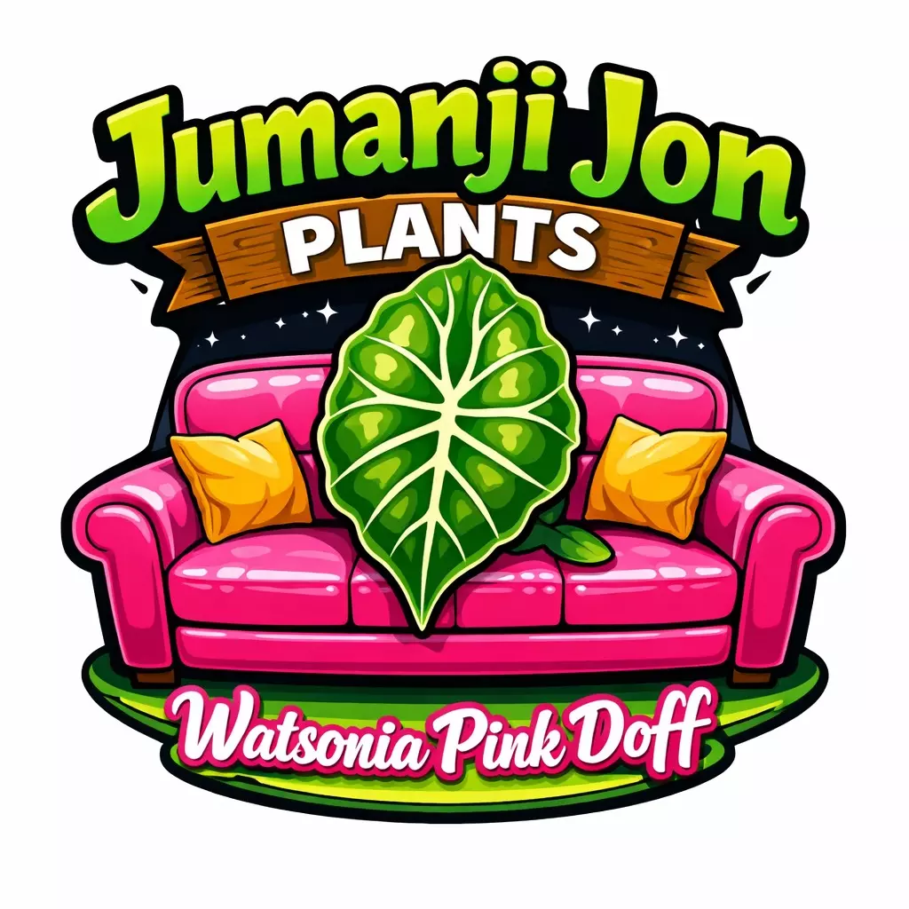 plant/Alocasia Watsonia Pink Doff TC-0