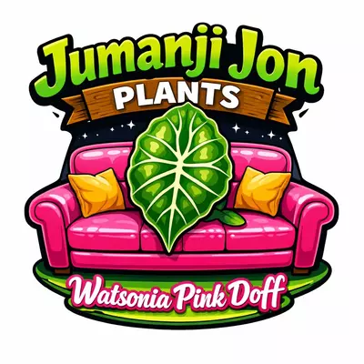 plant/Alocasia Watsonia Pink Doff TC-0-thumbnail