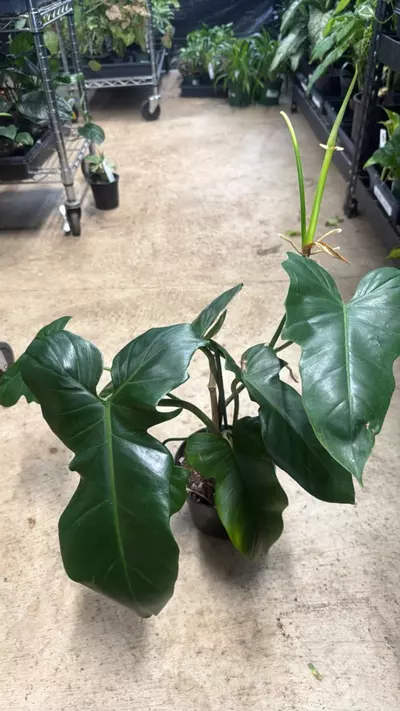plant/Philodendron Golden Dragon-0-thumbnail