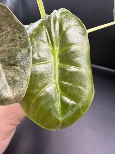plant/Alocasia Variegated Golden Bone-2-thumbnail