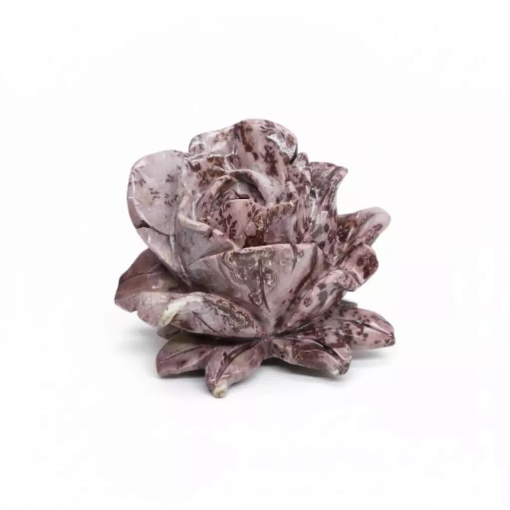 plant/Picture Jasper large Rose-1