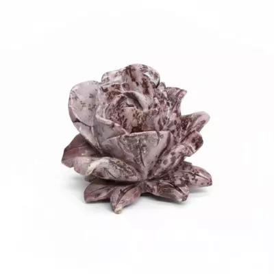 plant/Picture Jasper large Rose-1-thumbnail