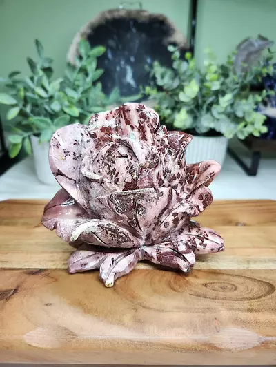 plant/Picture Jasper large Rose-0-thumbnail