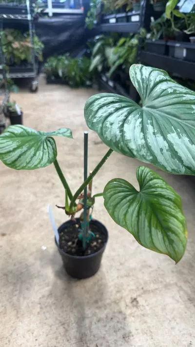 plant/Philodendron Plowmanii 6”-0-thumbnail