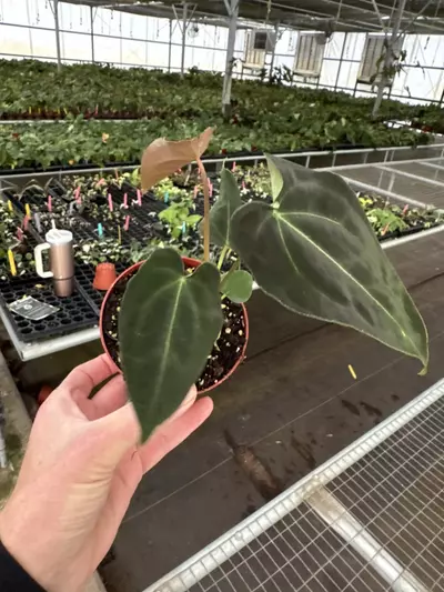 plant/Anthurium Besseae aff x forgetii 4” pot growers choice-3-thumbnail