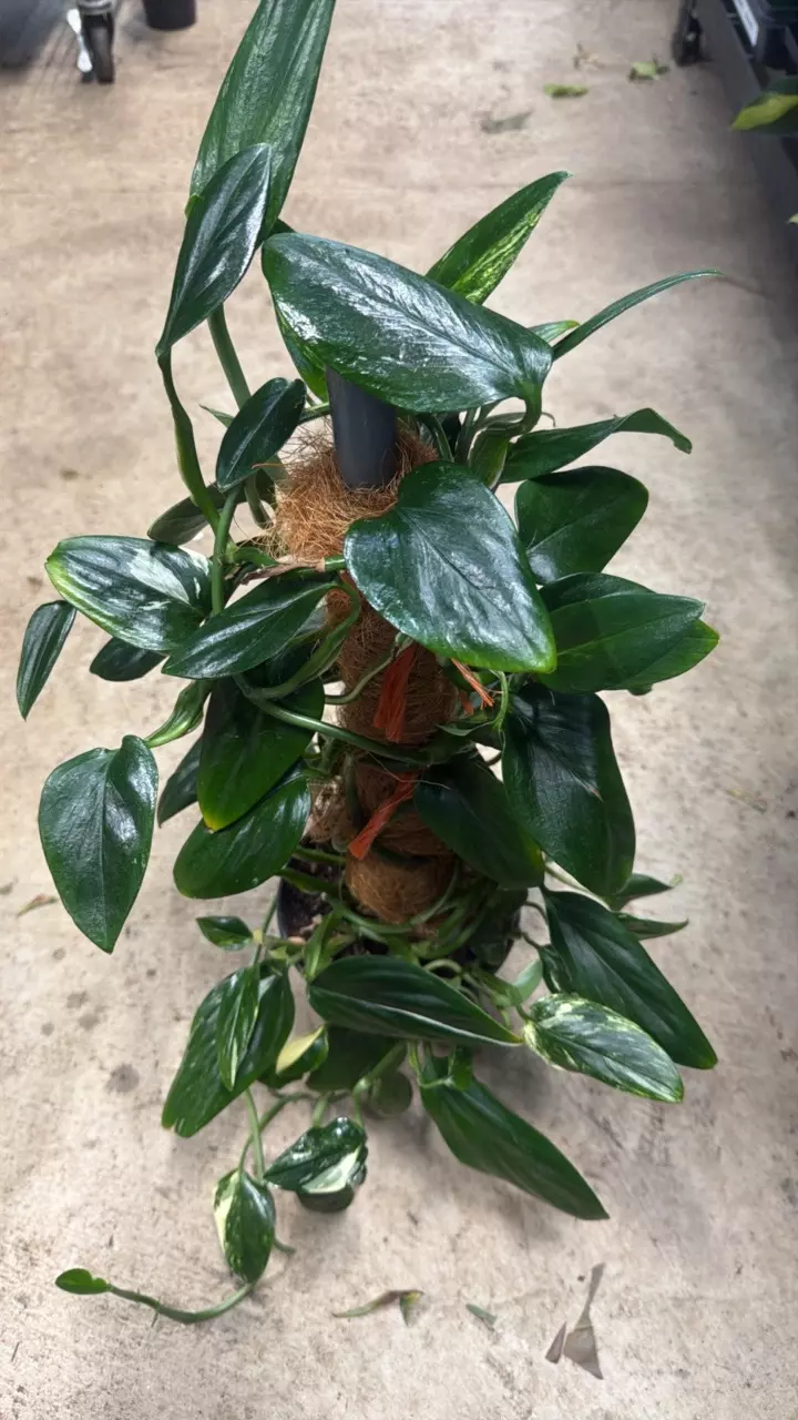 plant/Monstera Standleyana Cobra on Moss Pole-0