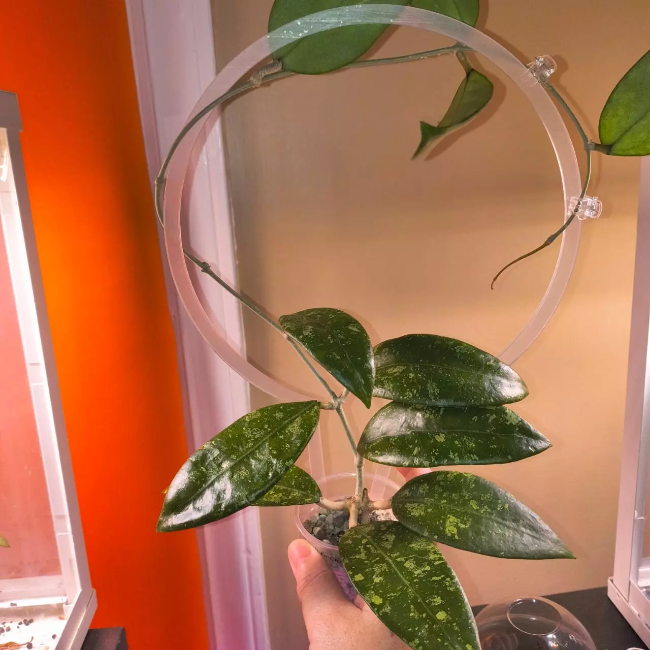 plant/Large trellised Hoya Ko Chang Island-0