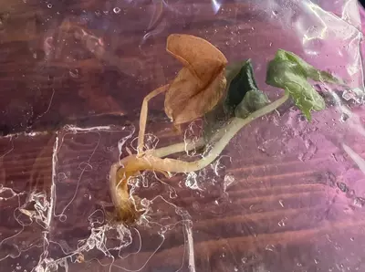 plant/Venom TC-0-thumbnail