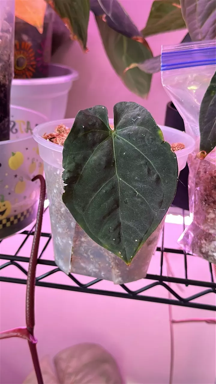 plant/Anthurium Crystal x BVEP shadow bottom cut-0