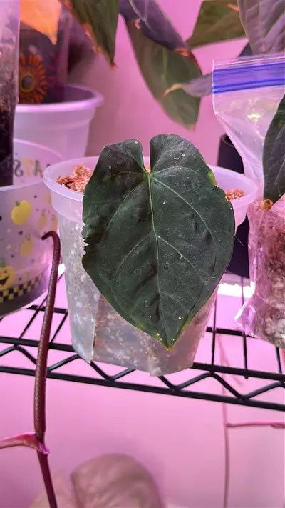 plant/Anthurium Crystal x BVEP shadow bottom cut-0-thumbnail