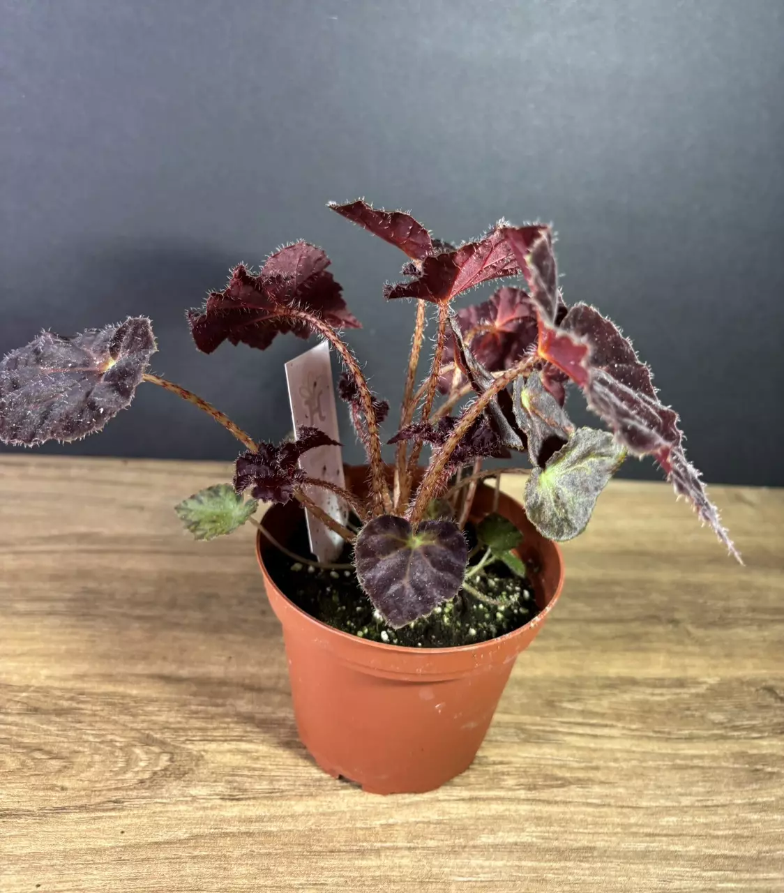 plant/Begonia 'Madame O'Reilly' 4” 2118-2