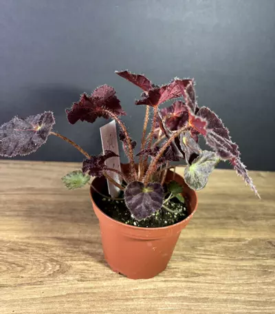 plant/Begonia 'Madame O'Reilly' 4” 2118-2-thumbnail