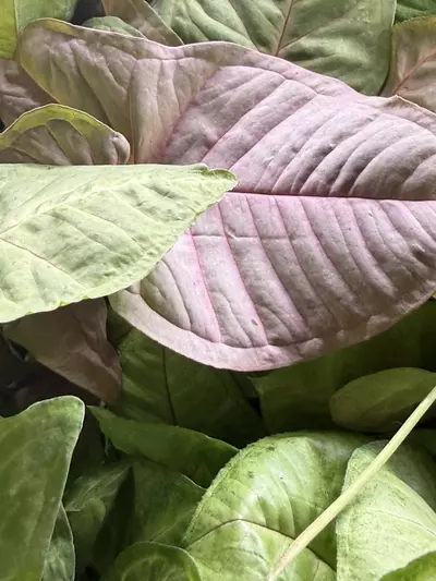 plant/Assorted syngonium 4”-0-thumbnail