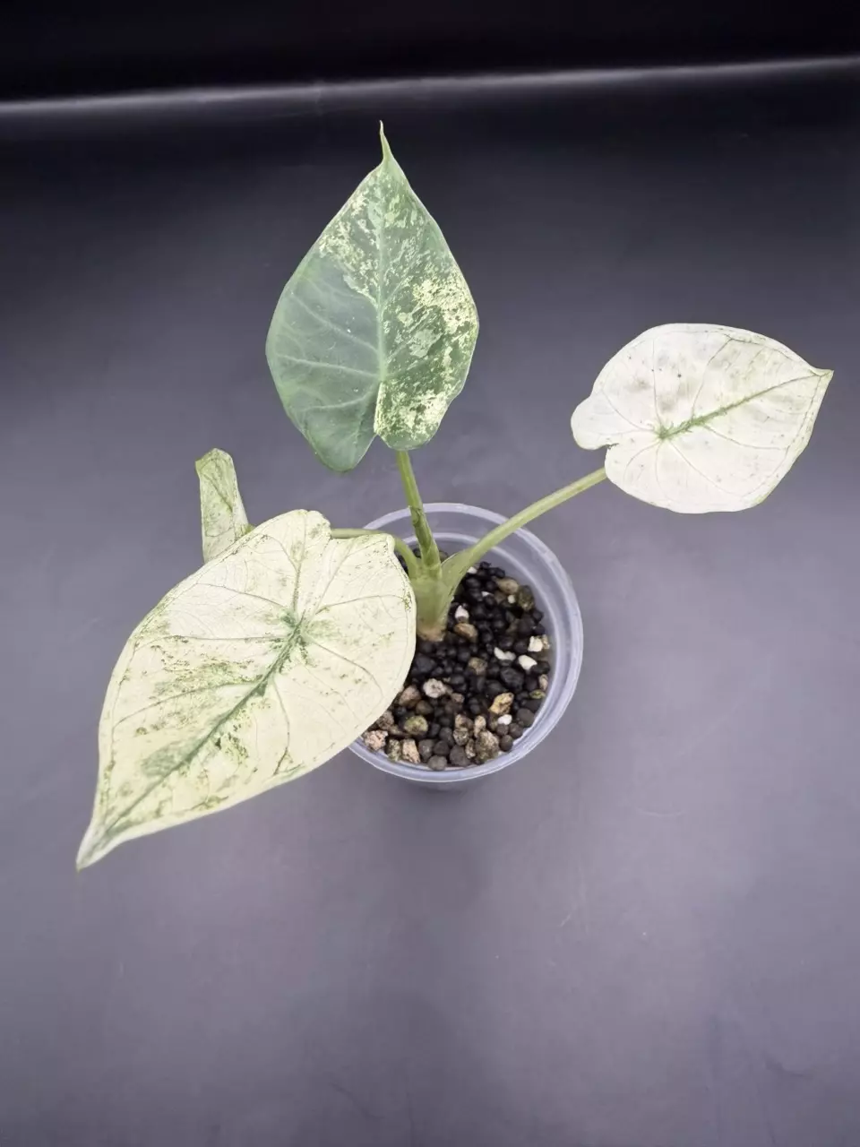 plant/Alocasia Regal Shield Albo Mint pup from corm-0