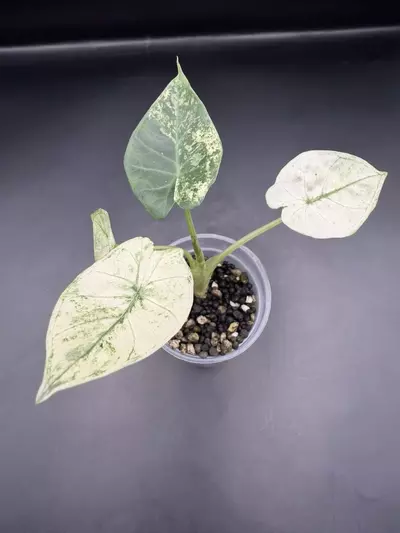 plant/Alocasia Regal Shield Albo Mint pup from corm-0-thumbnail