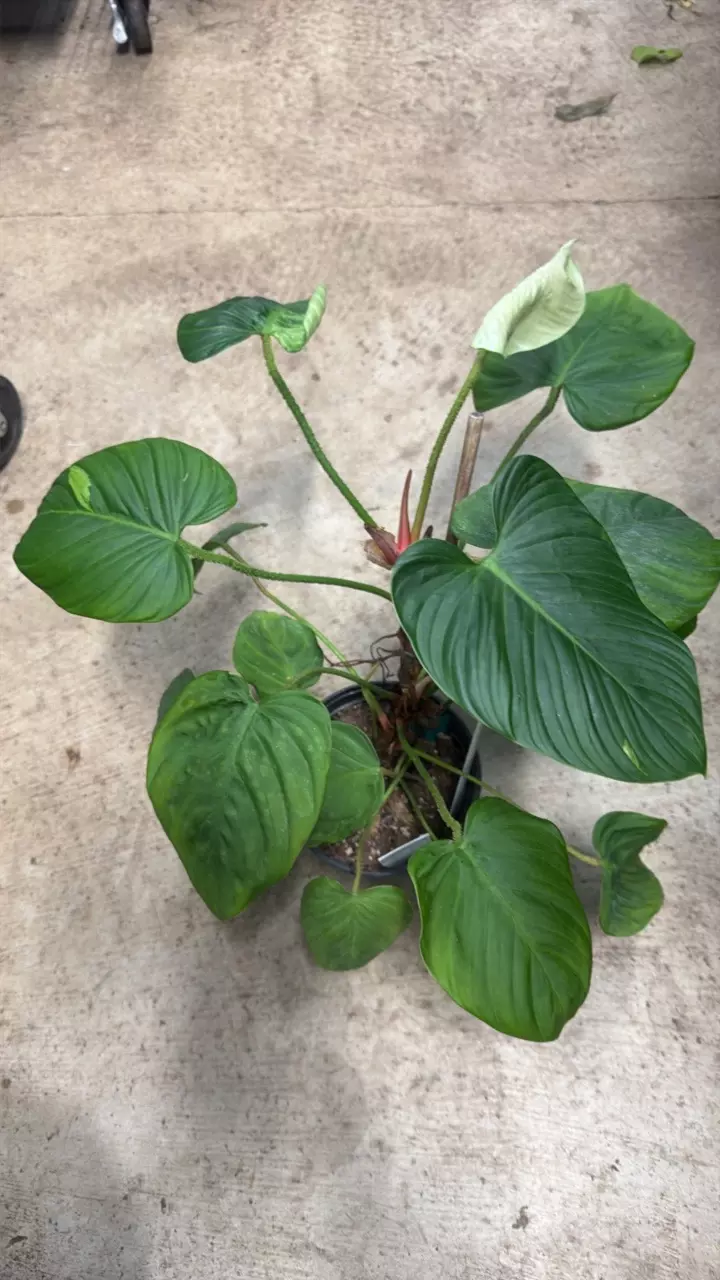 plant/Philodendron Puzzy Patiole 6”-0