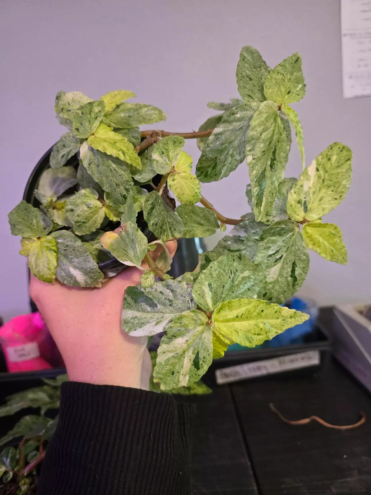 plant/Pellonia repens var 4in #OR1-0