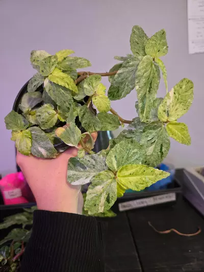 plant/Pellonia repens var 4in #OR1-0-thumbnail