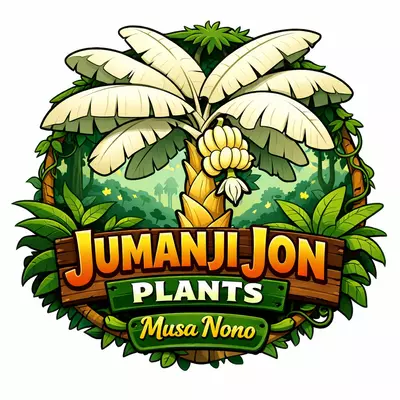 plant/Musa Nono Banana 🍌 Tree TC-0-thumbnail