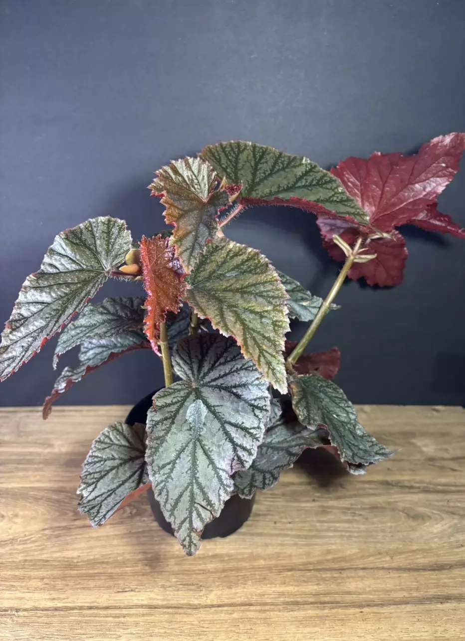 plant/Begonia Angel Wing  6”-1