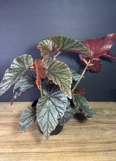 plant/Begonia Angel Wing  6”-1-thumbnail