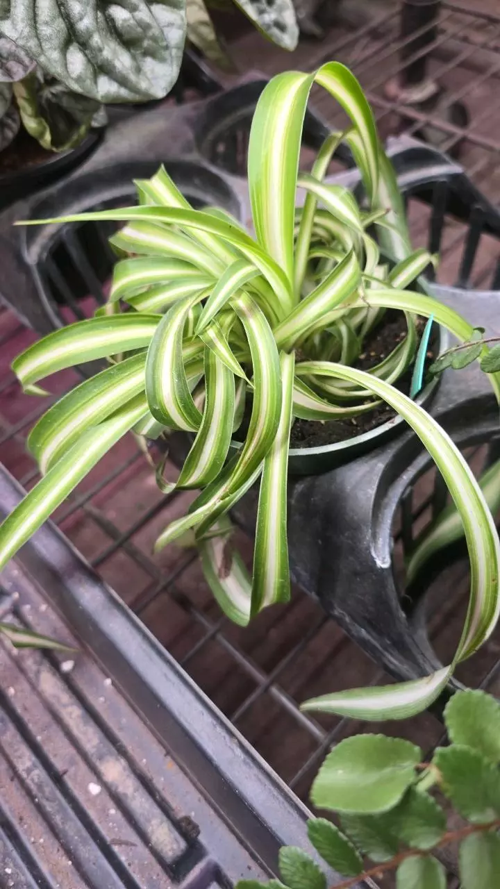 plant/Spider plant 4in GC-0