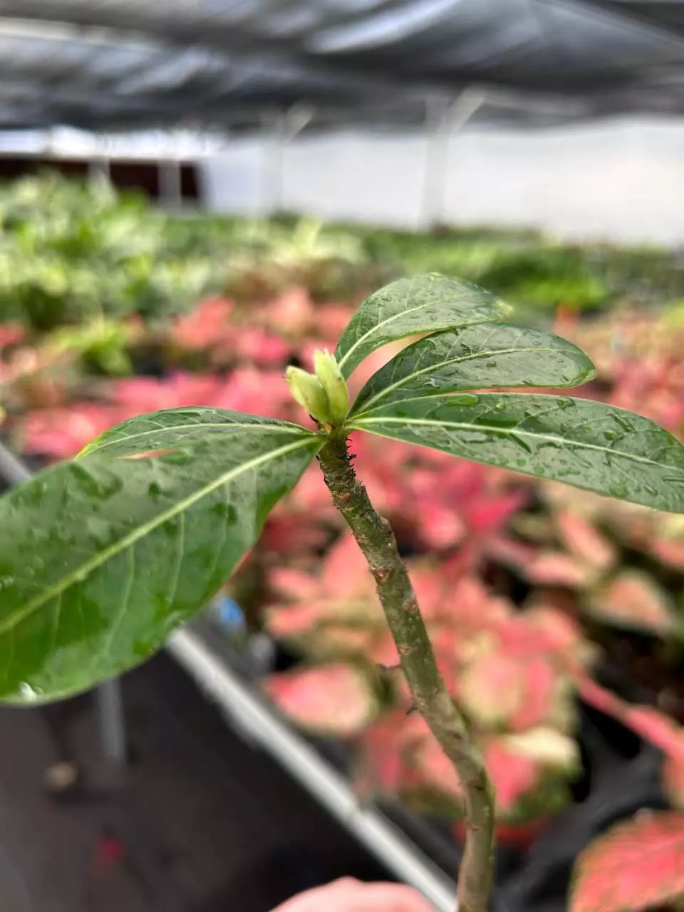 plant/Desert Rose cd-07  “Adenium Obesum” Starter Plant Growers Choice OO1-0