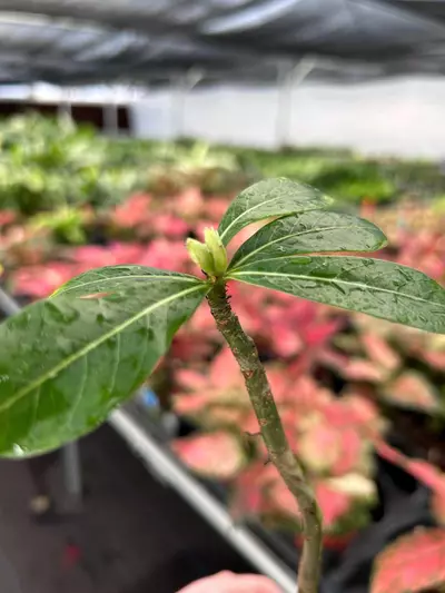 plant/Desert Rose cd-07  “Adenium Obesum” Starter Plant Growers Choice OO1-0-thumbnail