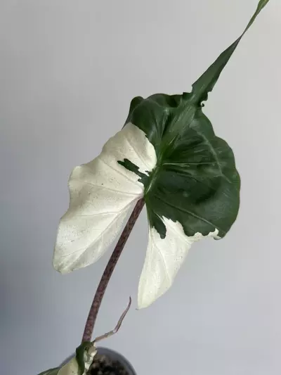 plant/Stingray albo-4-thumbnail