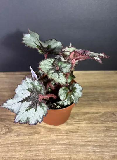 plant/Begonia Ghost Whisperer 4” 2117-1-thumbnail