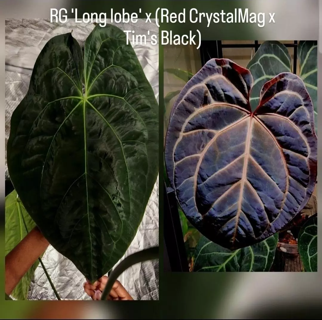 plant/RAID SPECIAL RG 'Longlobe' x (Red CrystalMag x TB)-0