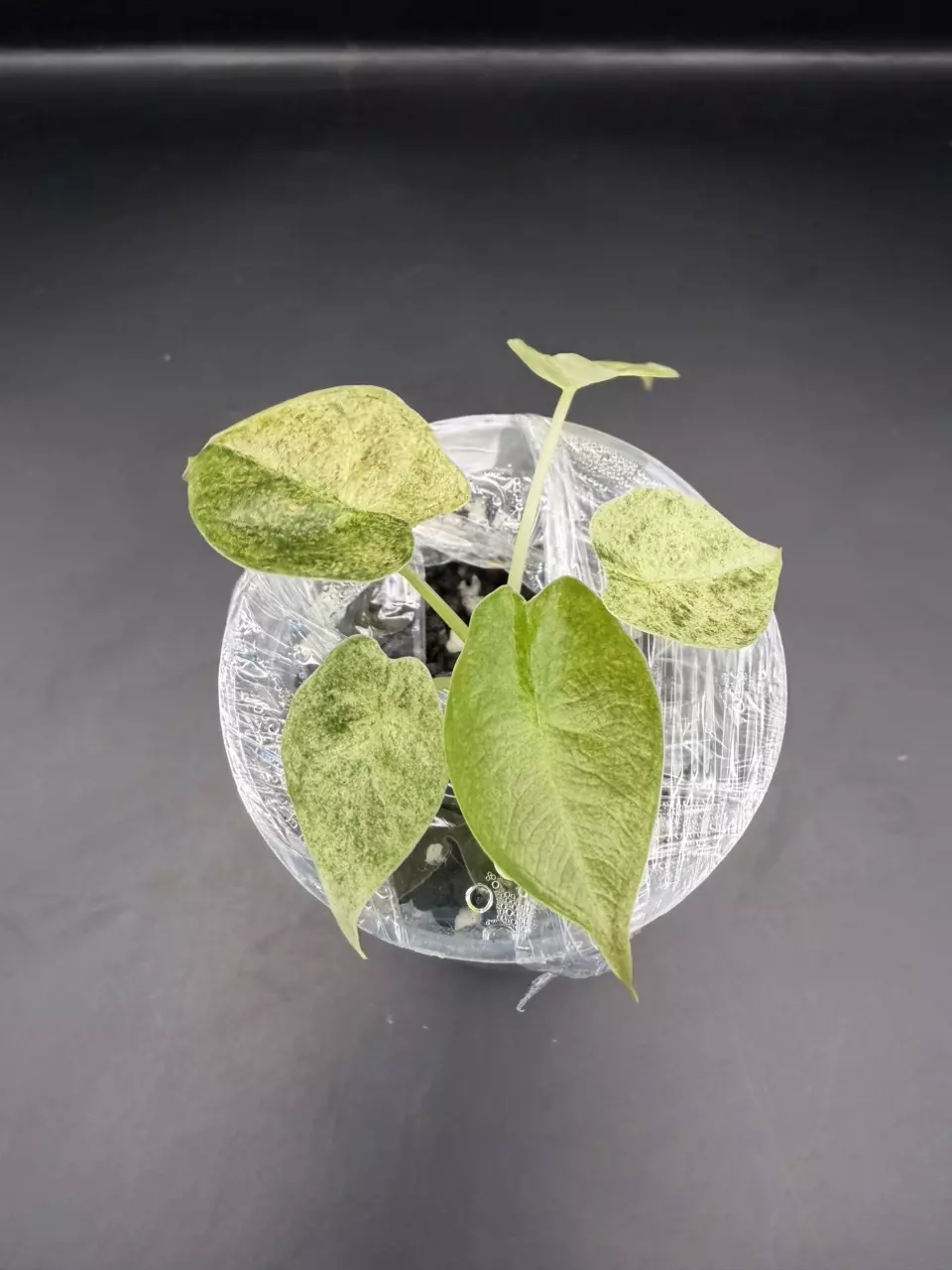 plant/Alocasia Variegated Golden Bone-0