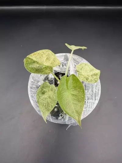 plant/Alocasia Variegated Golden Bone-0-thumbnail