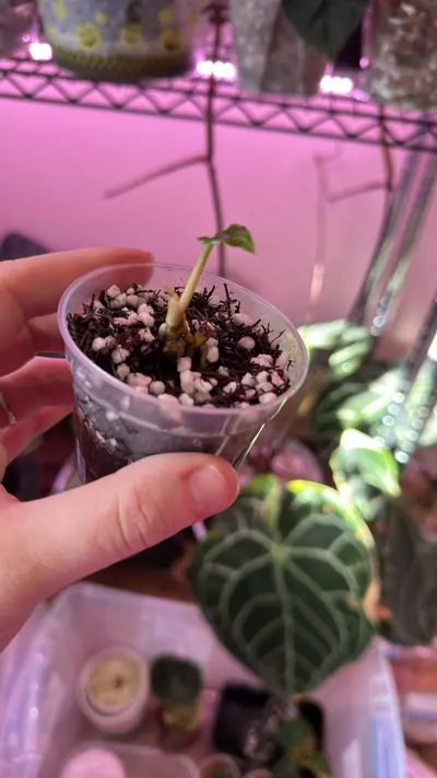 plant/Anthurium delta dawn x self middle cut-1-thumbnail