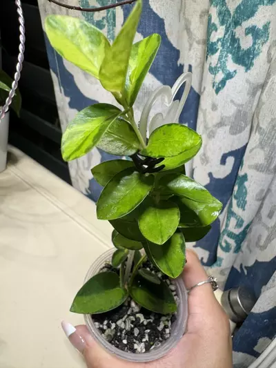 plant/Hoya Cummingiana Inner Variegated-3-thumbnail