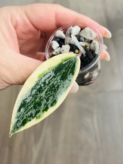 plant/🦄Hoya Rangsan Albo-2-thumbnail