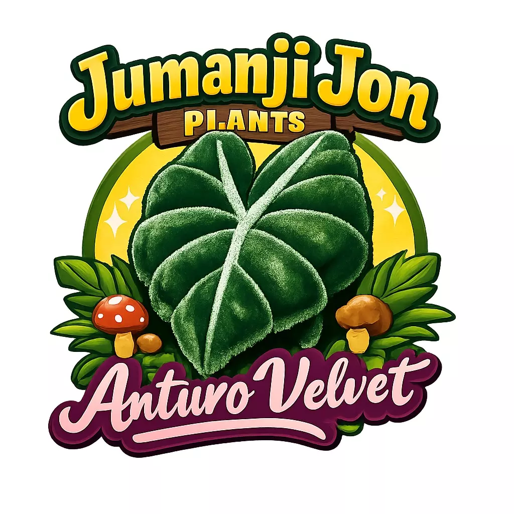 plant/5 Pack of Alocasia Anturo Velvet TC-0